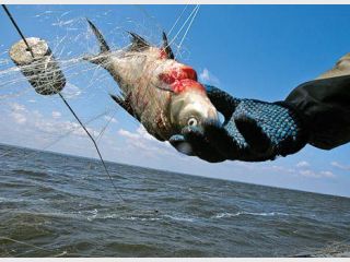 ������ � ���� ����� �� ����